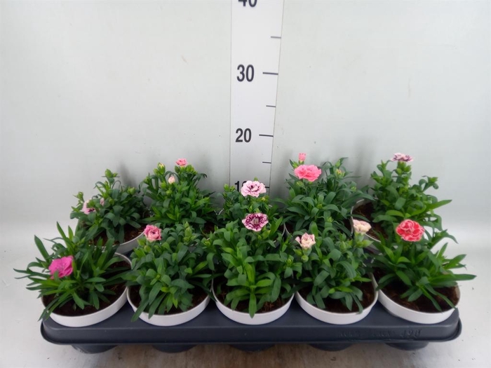 <h4>Dianthus  'Oscar'   ...mix</h4>