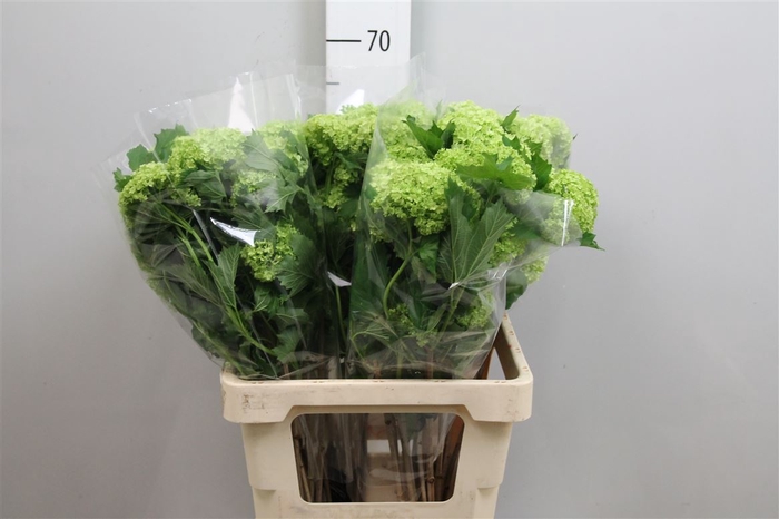 <h4>Viburnum Roseum St 4 Bal</h4>
