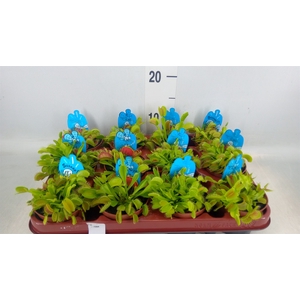 Dionaea muscipula