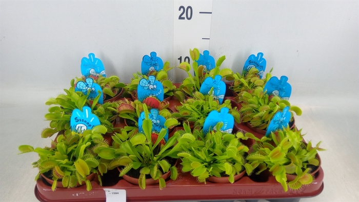 <h4>Dionaea muscipula</h4>