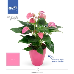 Anthurium - KARMA Joli | Carolina Pink | Waterreservoir