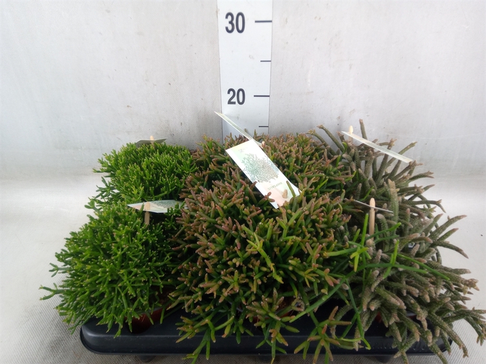 <h4>Rhipsalis   ...mix</h4>