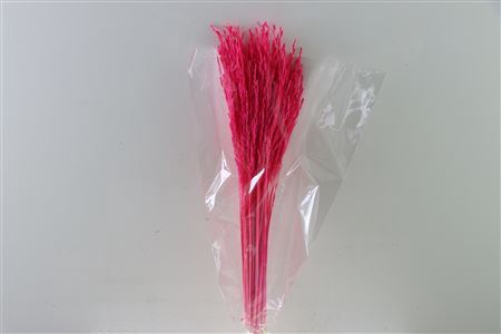 <h4>Dried Rice Grass Cerise Bunch Slv</h4>