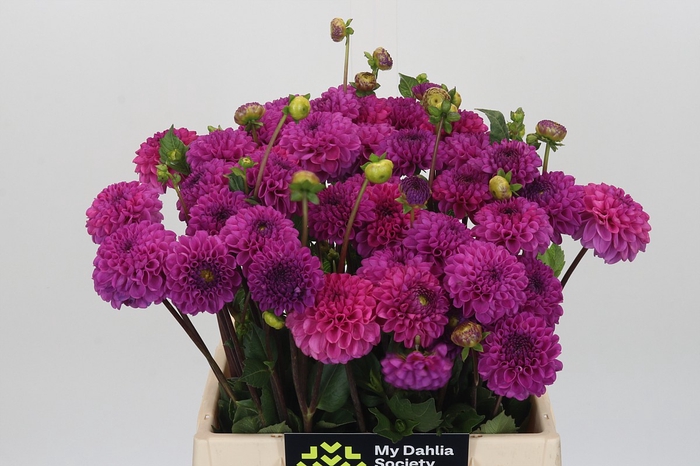 <h4>Dahlia Franz Kafka</h4>