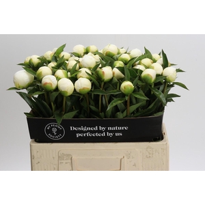 Paeonia Duchesse De Nemours