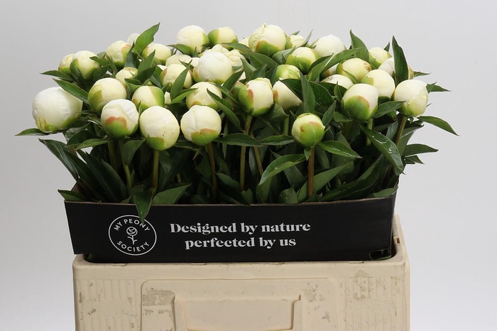 <h4>Paeonia Duchesse De Nemours</h4>