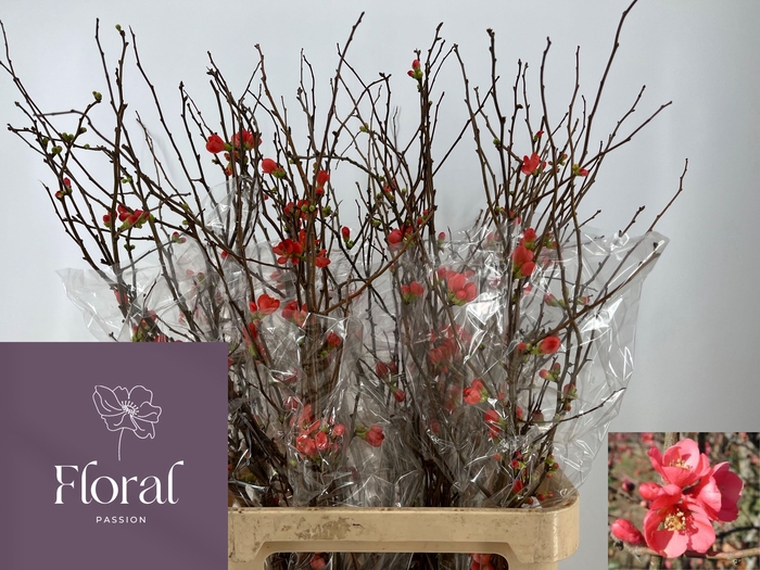 <h4>CHAENOMELES SUPERBA</h4>