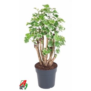 Polyscias Sc Balfouriana Vertakt