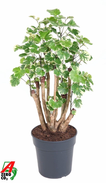 <h4>Polyscias Sc Balfouriana Vertakt</h4>