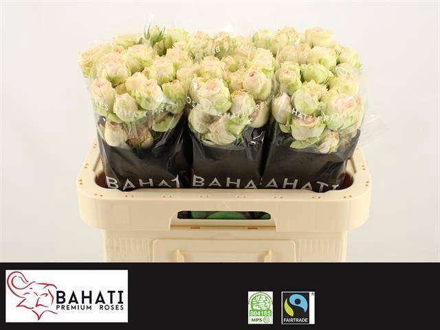 <h4>Rosa spray pavlova</h4>