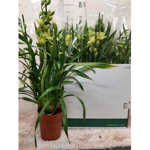 Cymbidium 14Ø 55cm 3st