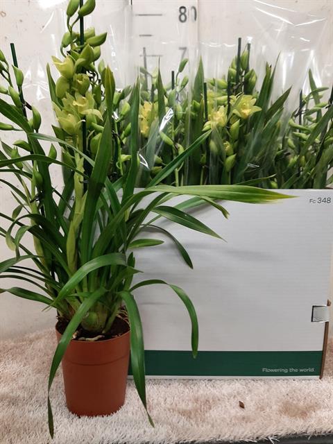 Cymbidium 14Ø 55cm 2st