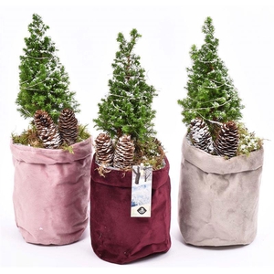 Fluweel zak 3 kl. mix 13cm met LED