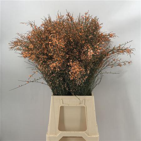 <h4>Genista Col Orange 200gr</h4>