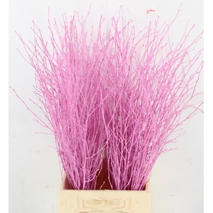 BETULA BS KLB H%