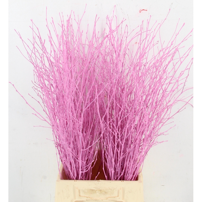 <h4>Betula Bs Klb H%</h4>