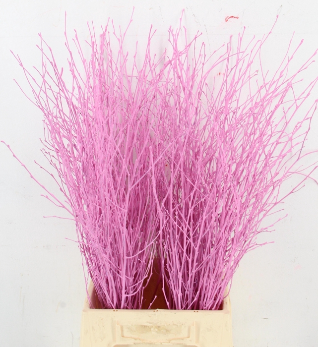Betula Bs Klb H%