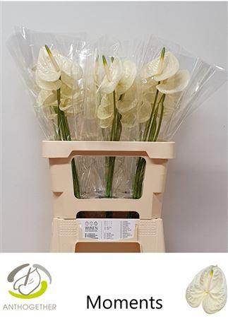 <h4>Anth A Moments</h4>