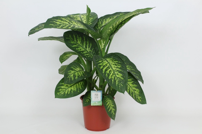 <h4>Purify Dieffenbachia Tropic Snow 24 cm</h4>