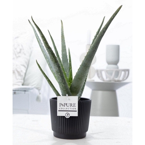 Aloe Vera in P&PURE Liv ceramics matt black