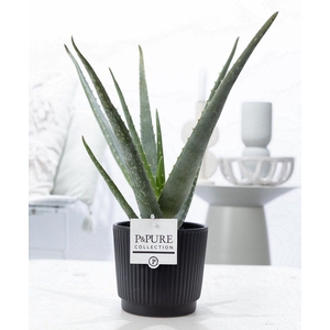 Aloe Vera in P&PURE Liv ceramics matt black