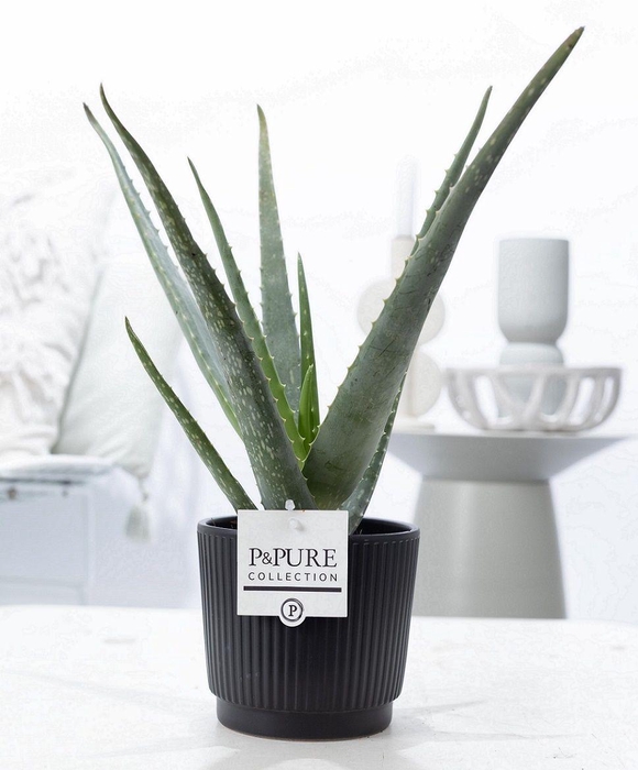 <h4>Aloe Vera in P&PURE Liv ceramics matt black</h4>