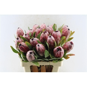 PROTEA PINK ICE