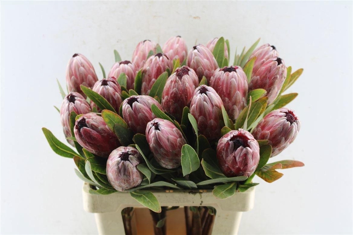 <h4>PROTEA PINK ICE</h4>