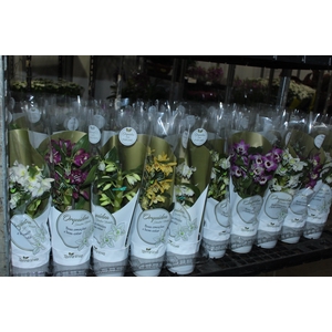 DENDROBIUM NOBILY P12