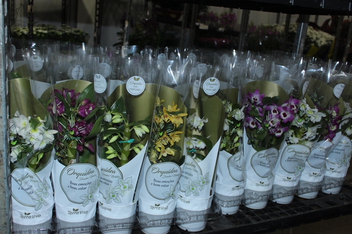 <h4>DENDROBIUM NOBILY P12</h4>