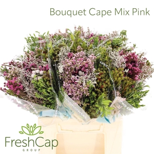 Bouquet Cape Mix Pink
