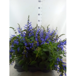 Salvia  'Salgoon Lake Como'