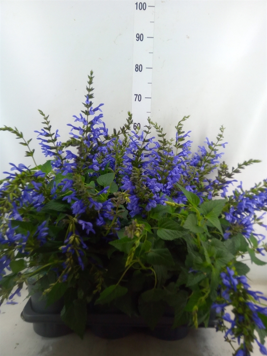 <h4>Salvia  'Salgoon Lake Como'</h4>
