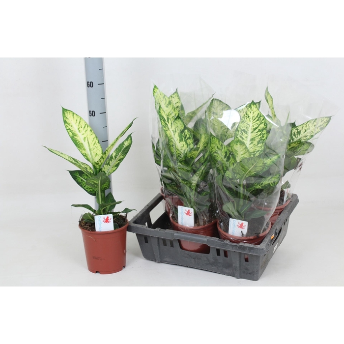 <h4>DIEFF SUBLIME</h4>