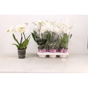 Phalaenopsis White 12Ø 40cm 2st 16fl