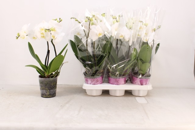 Phalaenopsis White 12Ø 40cm 2st 16fl