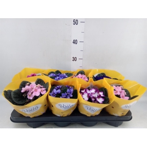 Saintpaulia   ...mix