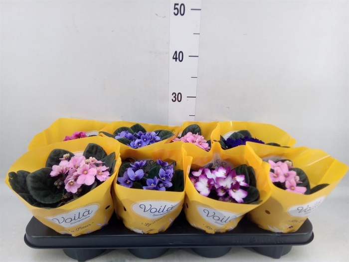 <h4>Saintpaulia   ...mix</h4>