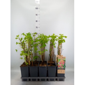 Fruit trees and shrubs   ...