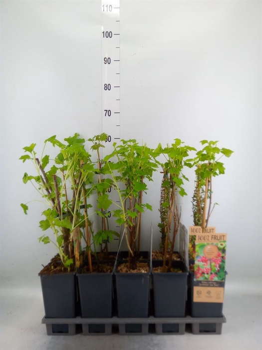 <h4>Fruit trees and shrubs   ...</h4>