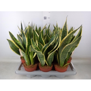 Sansevieria trifa. 'Futura Superba'