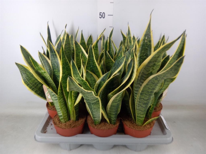 <h4>Sansevieria trifa. 'Futura Superba'</h4>