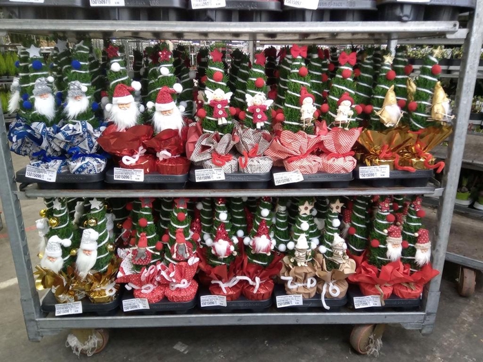 <h4>Chamaecyparis laws. 'Ellwoodii'</h4>