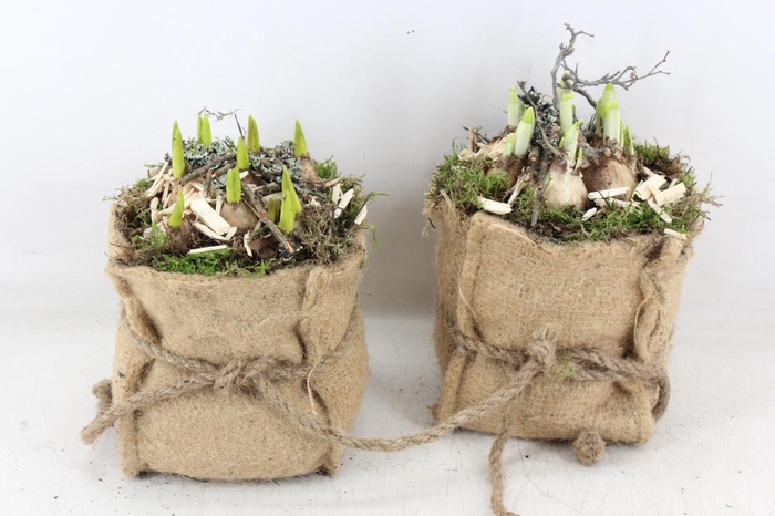 <h4>arr4 Bollenmix MB - Jute tas x8</h4>