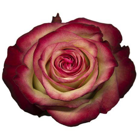 <h4>R Gr Paloma Bicolor 50cm EC</h4>