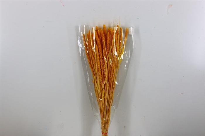 <h4>Dried Setaria Italica Yellow Bunch</h4>
