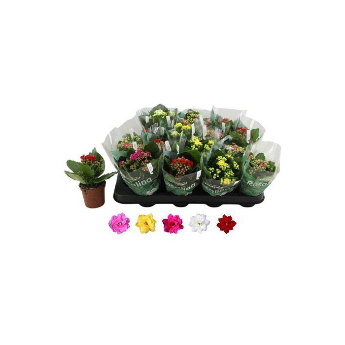 <h4>Kal Ge Ro Gem 5 Kl</h4>