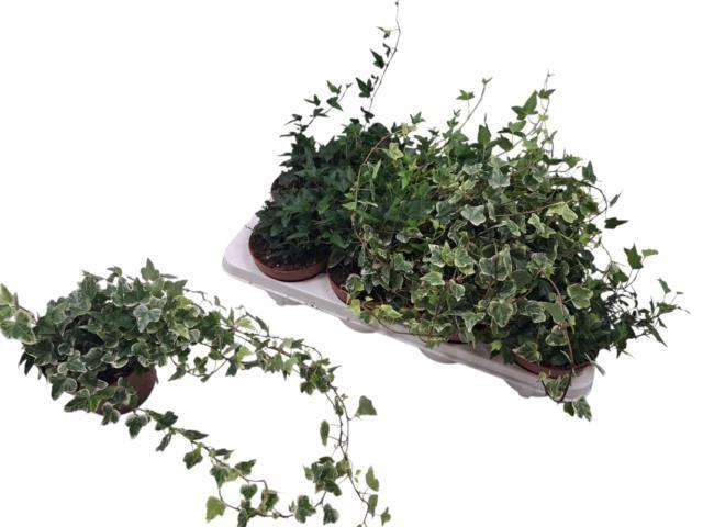 <h4>Hed He Gem 3 Srt</h4>