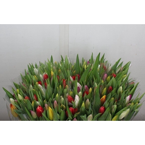 Tulipa si rainbow (mixbunch)