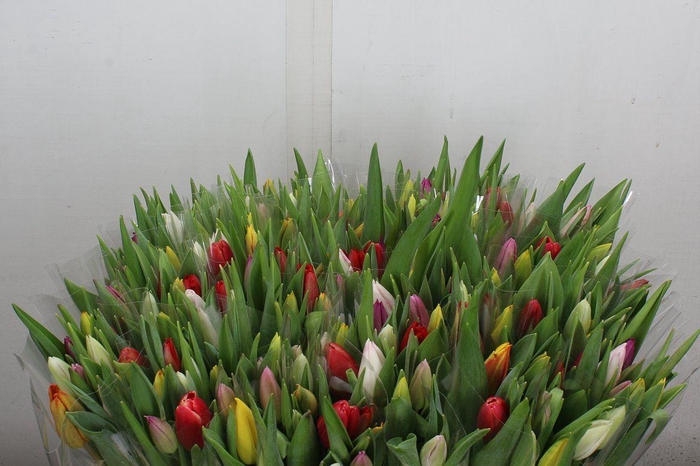 <h4>Tulipa si rainbow (mixbunch)</h4>